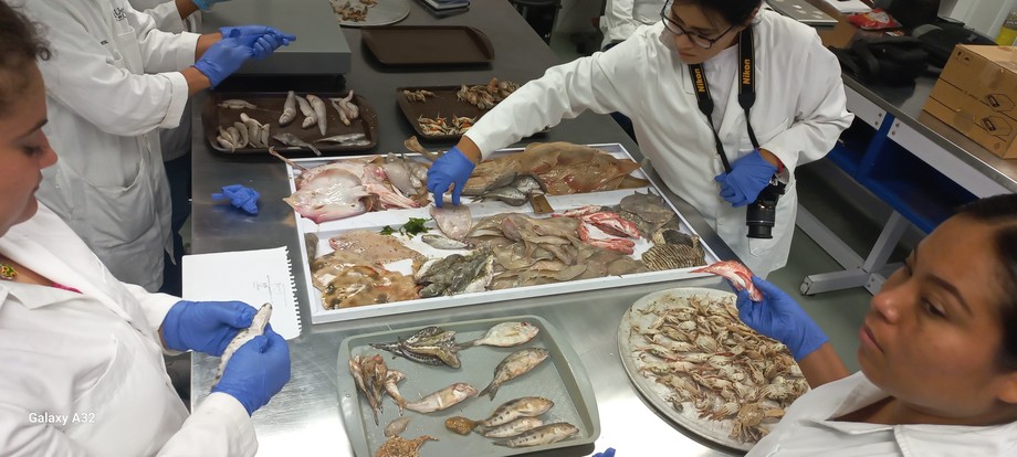 Estudiantes e investigadores de la Unicaribe relizan aportes científicos sobre la pesca de camarón en Quintana Roo